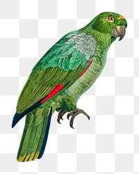 Southern Mealy Amazon parrot png bird sticker, vintage animal illustration, transparent background