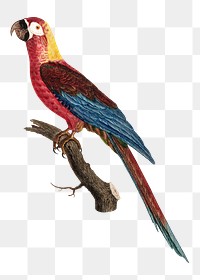 Cuban macaw parrot png bird sticker, vintage animal illustration, transparent background