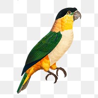 Black-Headed parrot png bird sticker, vintage animal illustration, transparent background
