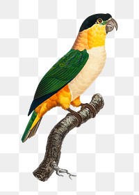 Black-Headed parrot png bird sticker, vintage animal illustration, transparent background