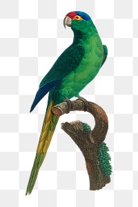 Red-crowned Parakeet png bird sticker, vintage animal illustration, transparent background