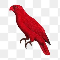 Cardinal Lory parrot png bird sticker, vintage animal illustration, transparent background