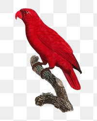 Cardinal Lory parrot png bird sticker, vintage animal illustration, transparent background