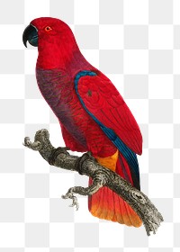 Eclectus parrot png bird sticker, vintage animal illustration, transparent background