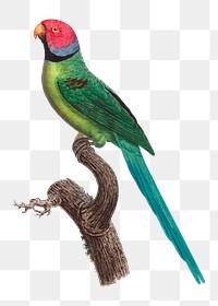 Rose-ringed parakeet png bird sticker, vintage animal illustration, transparent background
