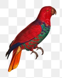 Eclectus parrot png bird sticker, vintage animal illustration, transparent background