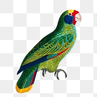 Amazon parrot png bird sticker, vintage animal illustration, transparent background