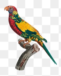 Rainbow Lorikeet png bird sticker, vintage animal illustration, transparent background