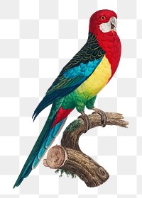 Eastern Rosella parrot png bird sticker, vintage animal illustration, transparent background