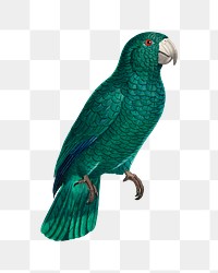 Cuban Amazon parrot png bird sticker, vintage animal illustration, transparent background