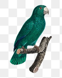 Cuban Amazon parrot png bird sticker, vintage animal illustration, transparent background