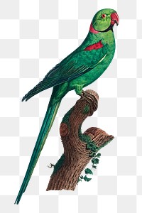 Rose-ringed parakeet png bird sticker, vintage animal illustration, transparent background