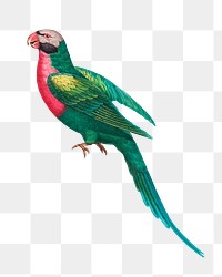 Red-breasted Parakeet png bird sticker, vintage animal illustration, transparent background