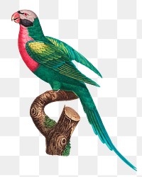 Red-breasted Parakeet png bird sticker, vintage animal illustration, transparent background