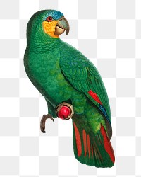 Orange-winged Amazon parrot png bird sticker, vintage animal illustration, transparent background