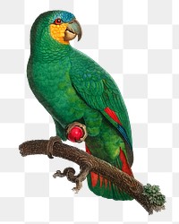 Orange-winged Amazon parrot png bird sticker, vintage animal illustration, transparent background