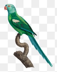 Yellow-shouldered Amazon parrot png bird sticker, vintage animal illustration, transparent background