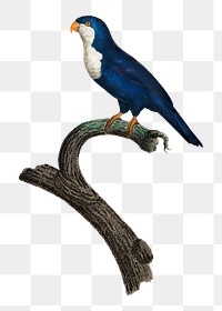 Arimanon parakeet parrot png bird sticker, vintage animal illustration, transparent background