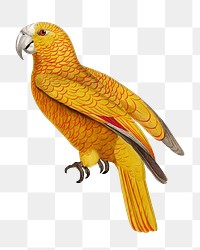 Paradise of Cuba parrot png bird sticker, vintage animal illustration, transparent background