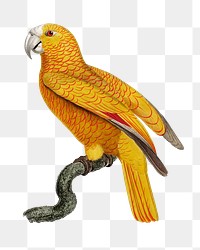 Paradise of Cuba parrot png bird sticker, vintage animal illustration, transparent background