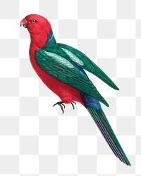 Australian king parrot png bird sticker, vintage animal illustration, transparent background