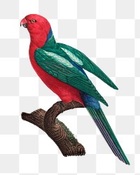 Australian king parrot png bird sticker, vintage animal illustration, transparent background