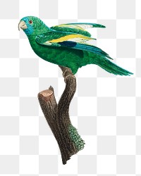 White-winged parakeet parrot png bird sticker, vintage animal illustration, transparent background