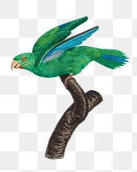 Marigold parakeet parrot png bird sticker, vintage animal illustration, transparent background