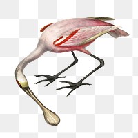 Roseate spoonbill png bird sticker, vintage animal illustration, transparent background