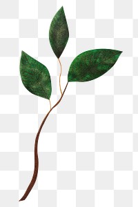 Leaf branch png sticker, transparent background