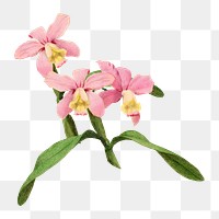 Png pink cattleya orchid sticker, transparent background