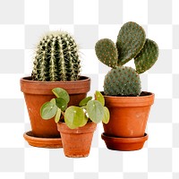 Cactus png potted plant sticker, transparent background