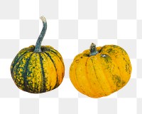 Pumpkins png vegetable sticker, transparent background