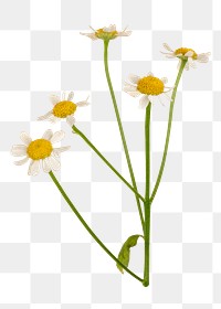 White daisy png sticker, transparent background