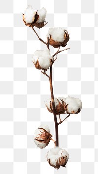 Cotton flowers png sticker, transparent background