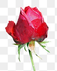 Red rose flower png sticker, transparent background