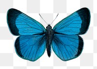 Blue butterfly png sticker, transparent background