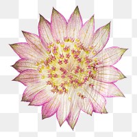 Pink flower png masterwort sticker, transparent background