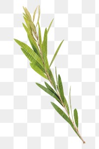 Leaf branch png sticker, transparent background