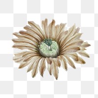 PNG Brown flower, botanical element, transparent background