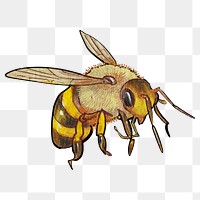 PNG Cute bumblebee, insect element, transparent background