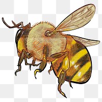 PNG Cute bumblebee, insect element, transparent background