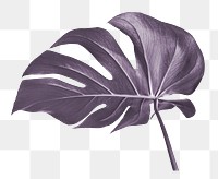 Metallic monstera leaf png sticker, transparent background