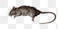 Dead rat png sticker, vintage animal illustration by Jean Bernard on transparent background, remixed by rawpixel