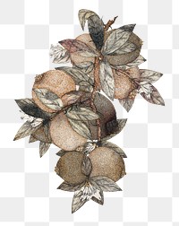 Vintage pomegranate png Rufus King's artwork sticker, transparent background, remixed by rawpixel