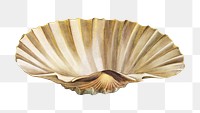 Sandro Botticelli’s Venus png sticker, vintage shell on transparent background. Remastered by rawpixel.