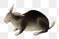 The Rabbit's Meal png sticker, Henri Rousseau's animal illustration, transparent background, remixed by rawpixel