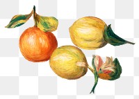 Apples, Orange png sticker, Lemon, Pierre-Auguste Renoir's illustration, transparent background, remixed by rawpixel