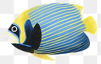 Emperor angelfish png sticker, animal illustration, transparent background