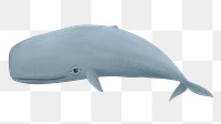 Cute sperm whale png sticker, animal illustration, transparent background